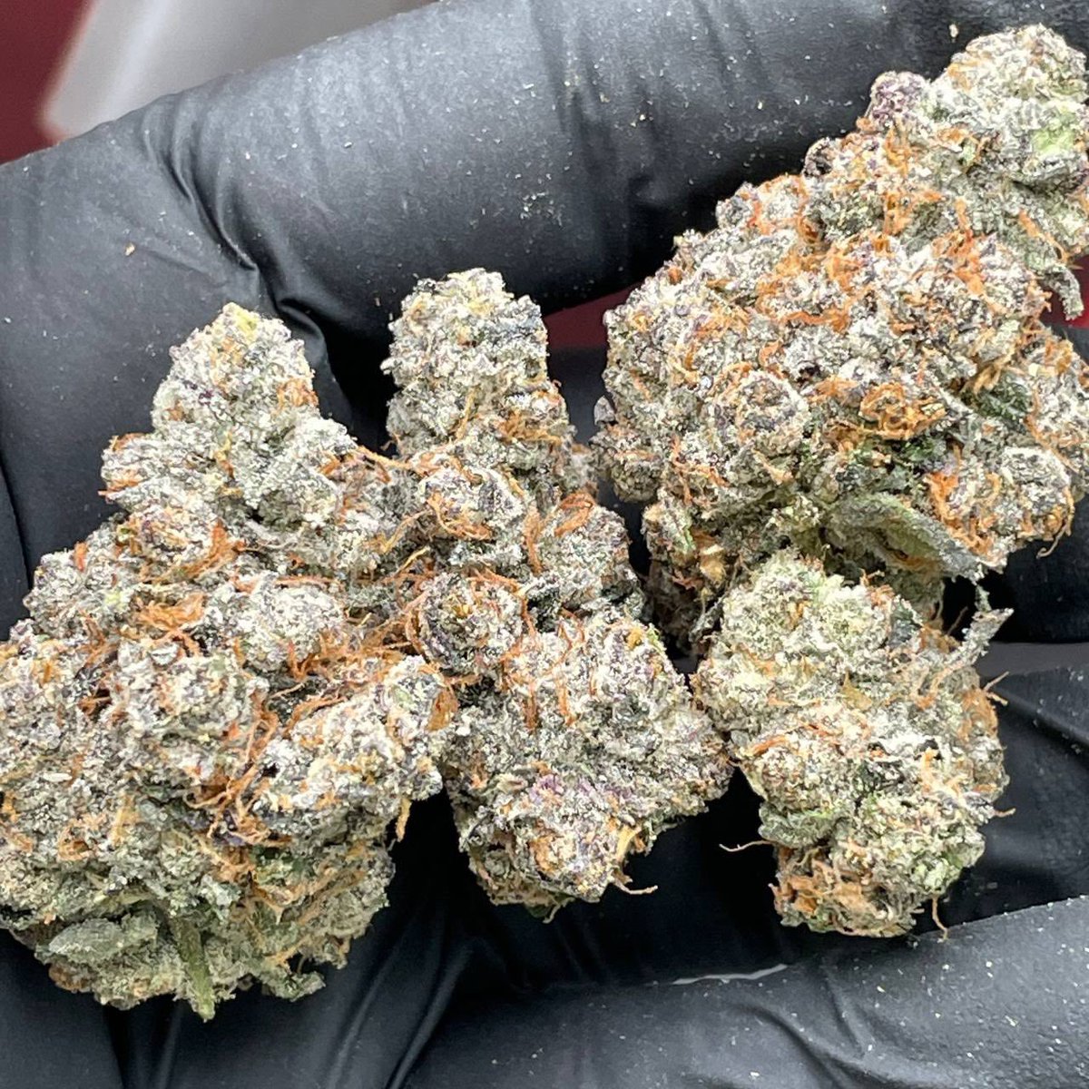 FieldsPower's tweet photo. Cannabis flower  Dispensary near me in Denver: Phoenix, AZ Denver, CO Las Vegas, NV Chicago, IL Detroit, MI Kansas City, MO Los Angeles, CA Portland, OR Albuquerque, NM New Buffalo, MI

#CannabisCommunity #WeedTwitter   #stonerfam #CannabisNews #dispensary https://t.co/bYFvAKMnP3