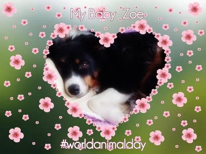 MckeeverMandy's tweet photo. It's World Animal Day today, so here is a photo of my beautiful little fur baby Zoe, who I love and adore with all my heart. 😊😘🥰💕🐾 #WorldAnimalDay #WorldAnimalDay2026  #mybeautifuldog #bestdogever https://t.co/AhZN6PbRVT
