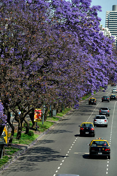 taetrolin's tweet photo. ustedes se dieron cuenta que cuando lleguen los biti al pais la ciudad va a estar pintada de violeta por los jacarandas? 🥹🥹🥹🥹 https://t.co/7zmio2EnLA