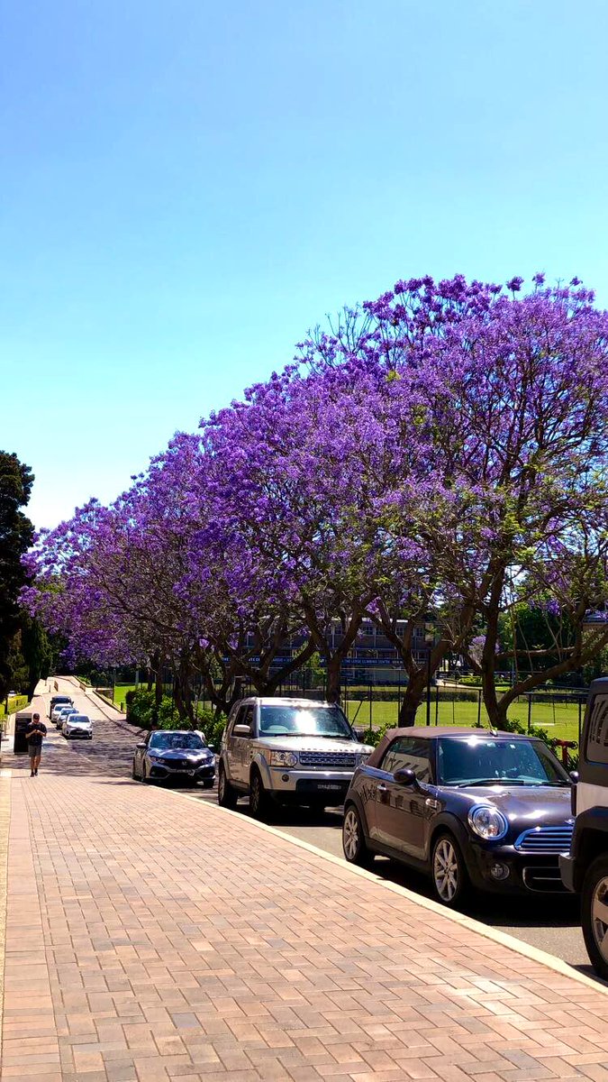 taetrolin's tweet photo. ustedes se dieron cuenta que cuando lleguen los biti al pais la ciudad va a estar pintada de violeta por los jacarandas? 🥹🥹🥹🥹 https://t.co/7zmio2EnLA