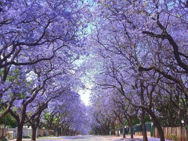 taetrolin's tweet photo. ustedes se dieron cuenta que cuando lleguen los biti al pais la ciudad va a estar pintada de violeta por los jacarandas? 🥹🥹🥹🥹 https://t.co/7zmio2EnLA