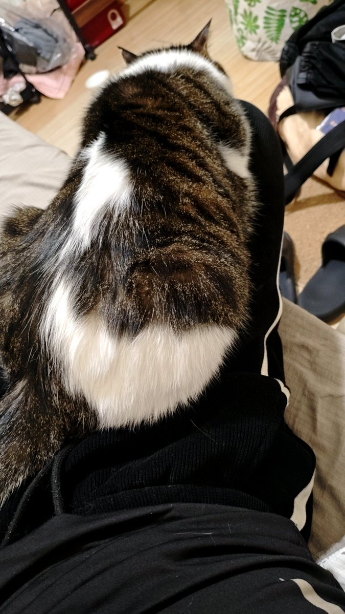 code007979's tweet photo. 介个凑猫就天天趴在我腿上 https://t.co/ViGBgHs3MI