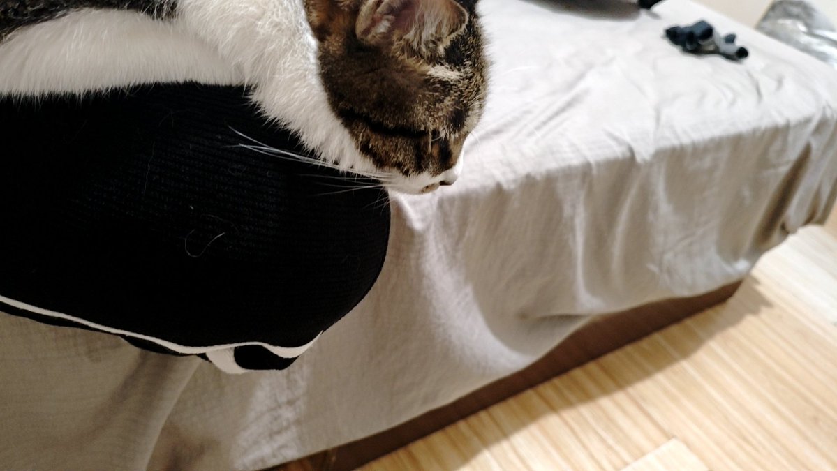 code007979's tweet photo. 介个凑猫就天天趴在我腿上 https://t.co/ViGBgHs3MI