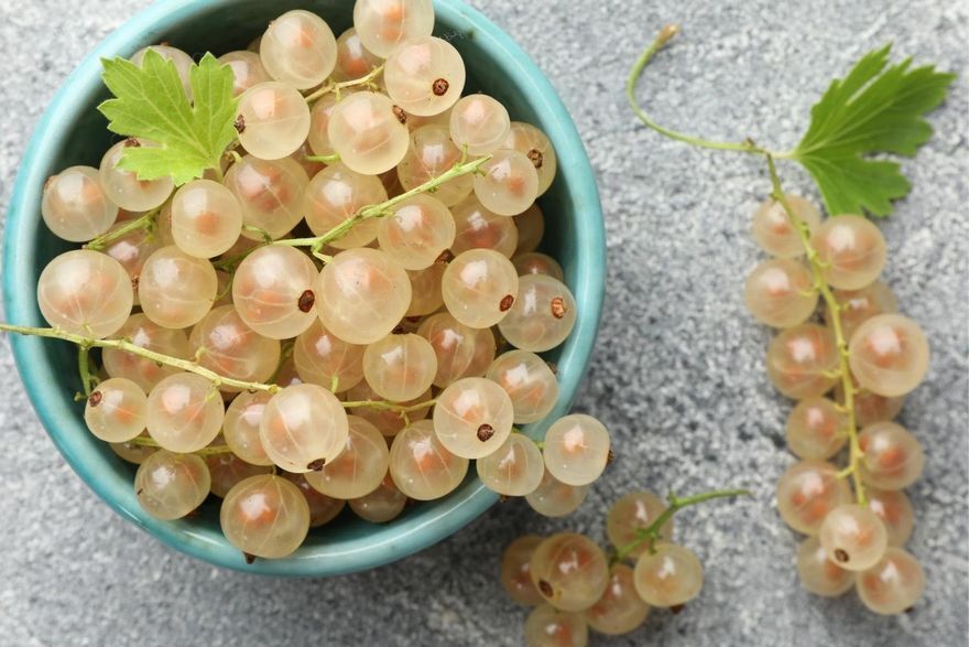 liqueuralchemy's tweet photo. In homemade liqueur, white currant brings a delicate tart-sweet berry note with light floral acidity. Its translucent sweetness gives infusions a graceful, refreshing character.
https://t.co/uVZhqMUTIT
#WhiteCurrant #LiqueurMaking https://t.co/Bu4mpy1kKK