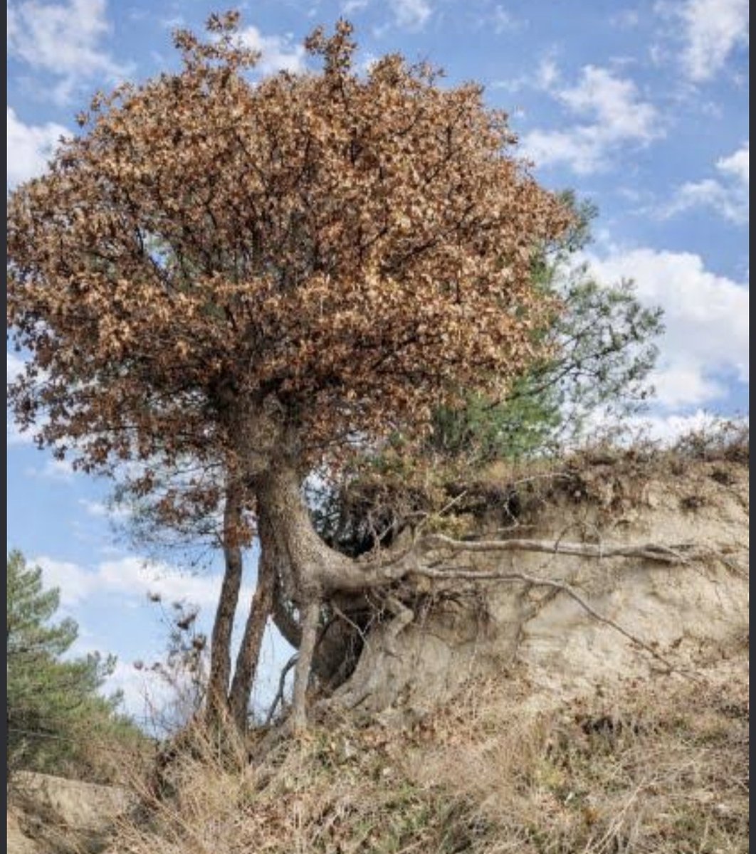 Nmotiwluu's tweet photo. "Ey meşe, ey asırlık ihtiyar meşe...
Bu ne borandır, bu ne tufandır başımızdaki?
Gördün mü gençlerimizin gidişini ve bir daha dönmeyişini?
Sen onların kanını köklerinle içtin, çığlıklarını yapraklarında gizledin.
Öylece duruyorsun, ağlamıyorsun, gözyaşı dökmüyorsun...
Ama bilirim, kabukların bizim kahrımızdan yarılmış,
Gövden bizim dertlerimizden kararmıştır.
Sen burada durdukça, çocuklarımızın yaşayan hafızası olacaksın..."