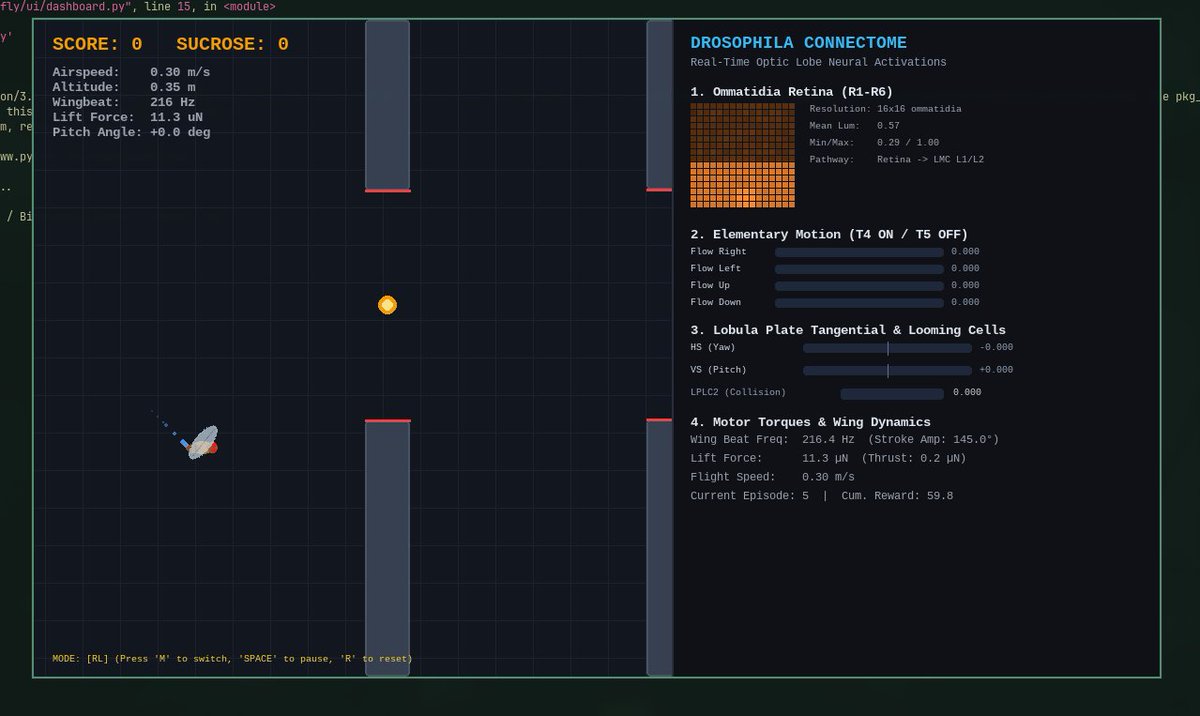 AnupPradhan0's tweet photo. I built neuroFly-engine: an AI agent powered by a fruit fly (Drosophila) visual connectome! 🪰🧠
The fly processes compound eye vision (R1-R6, T4/T5 motion, LPLC2 looming) to dodge obstacles in real time via PyTorch &amp; Gymnasium.
🔗 Repo: https://t.co/LVevAI4PYW https://t.co/s5fmDms8Q0
