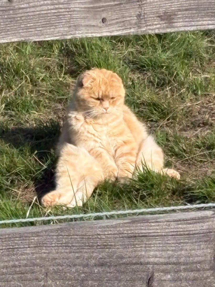 thelittletiders's tweet photo. J’ai croisé un chat en me baladant pour me vider la tête, jsp lequel de nous gamberge le plus, courage mon gars plus que 8 vies après https://t.co/xhB5fI7K9V