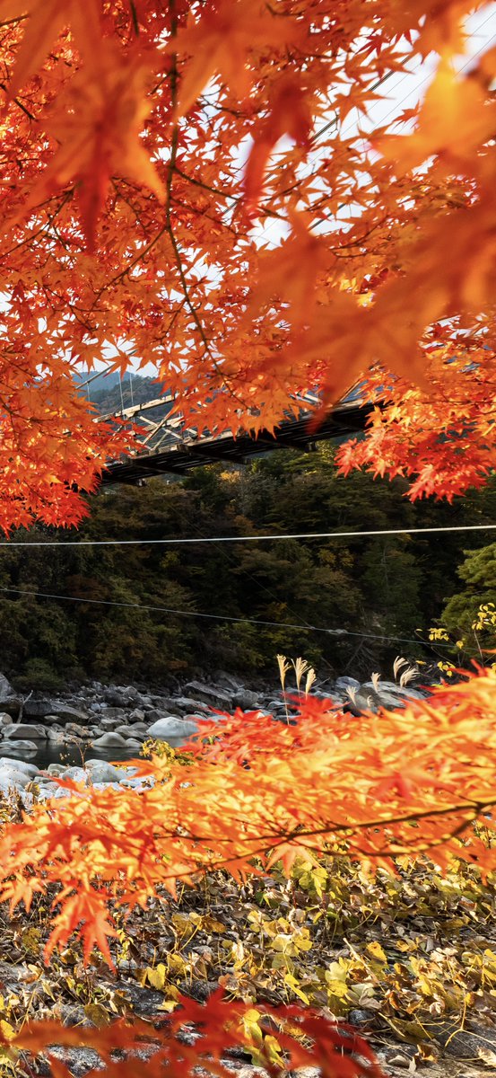 Photo_Scarlet's tweet photo. 秋色の額縁に包まれた風景 https://t.co/pVOOCodRW2