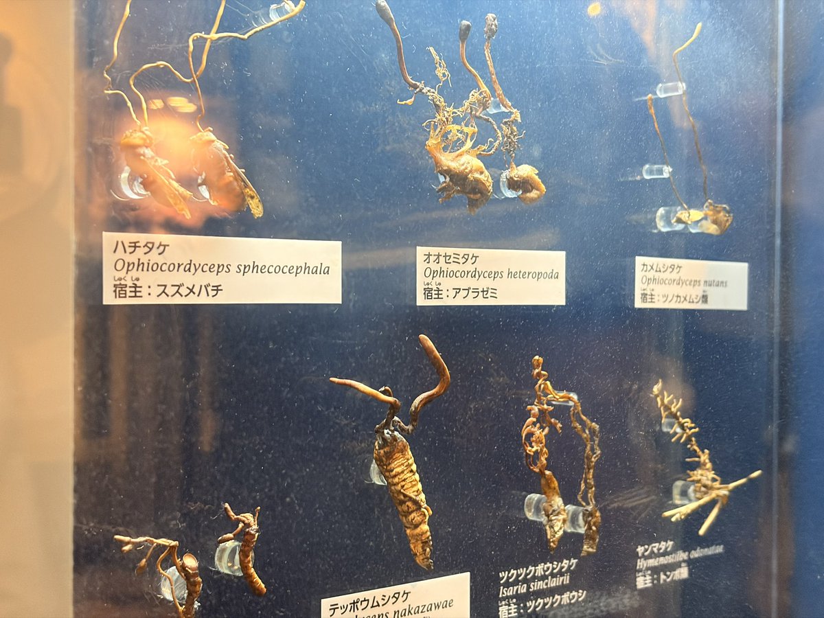 Auratusqaxt's tweet photo. 国立科学博物館にて冬虫夏草を見てきた。
テッポウムシタケかっこいい… https://t.co/L6GymJiAOS