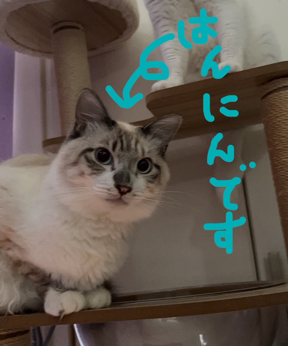 sugaratoon's tweet photo. 昨日は、変に猫ちゃんが餌の土台にハマっちゃって混乱して噛まれちゃった🥹
洗濯物畳んでたら、めっちゃ見てきて、

「こいつぅ。。。💢💢」

っておもって、ぎゅって抱きしめた。
無抵抗だった。
ごめんねって思ってるんかな。。。

にゃんこは怪我なくチュール食べてご満悦でしたとさ”🤷🏻‍♀️゛ https://t.co/j1BHfIL373