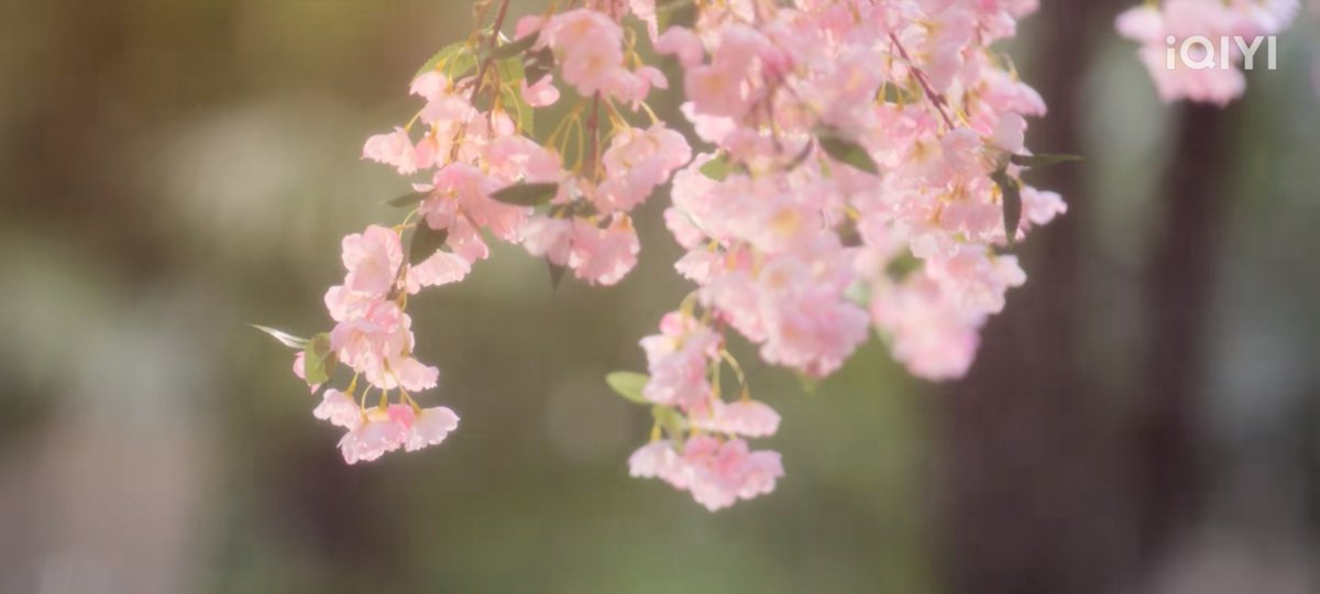 bluemoon_zy's tweet photo. 🌸🩷
#TheBestThing https://t.co/2UNFkyHNSz
