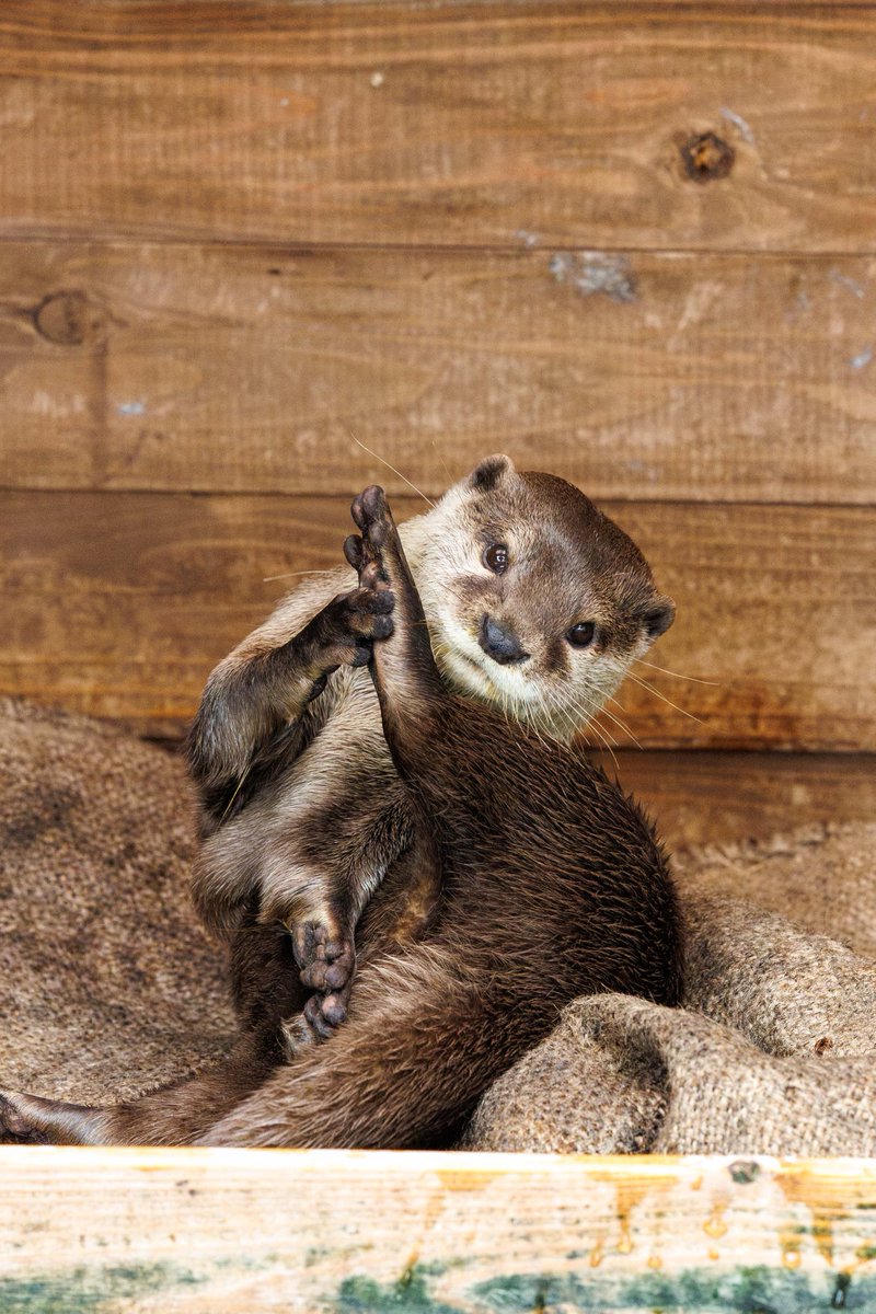 nnaoto1021's tweet photo. キラキラ瞳のジーノくん。イケウソかわいい。

#市川市動植物園 #ichikawa_zoo #コツメカワウソ #カワウソ #otter #獭 #수달 #ジーノ https://t.co/uhMo4RCkRC