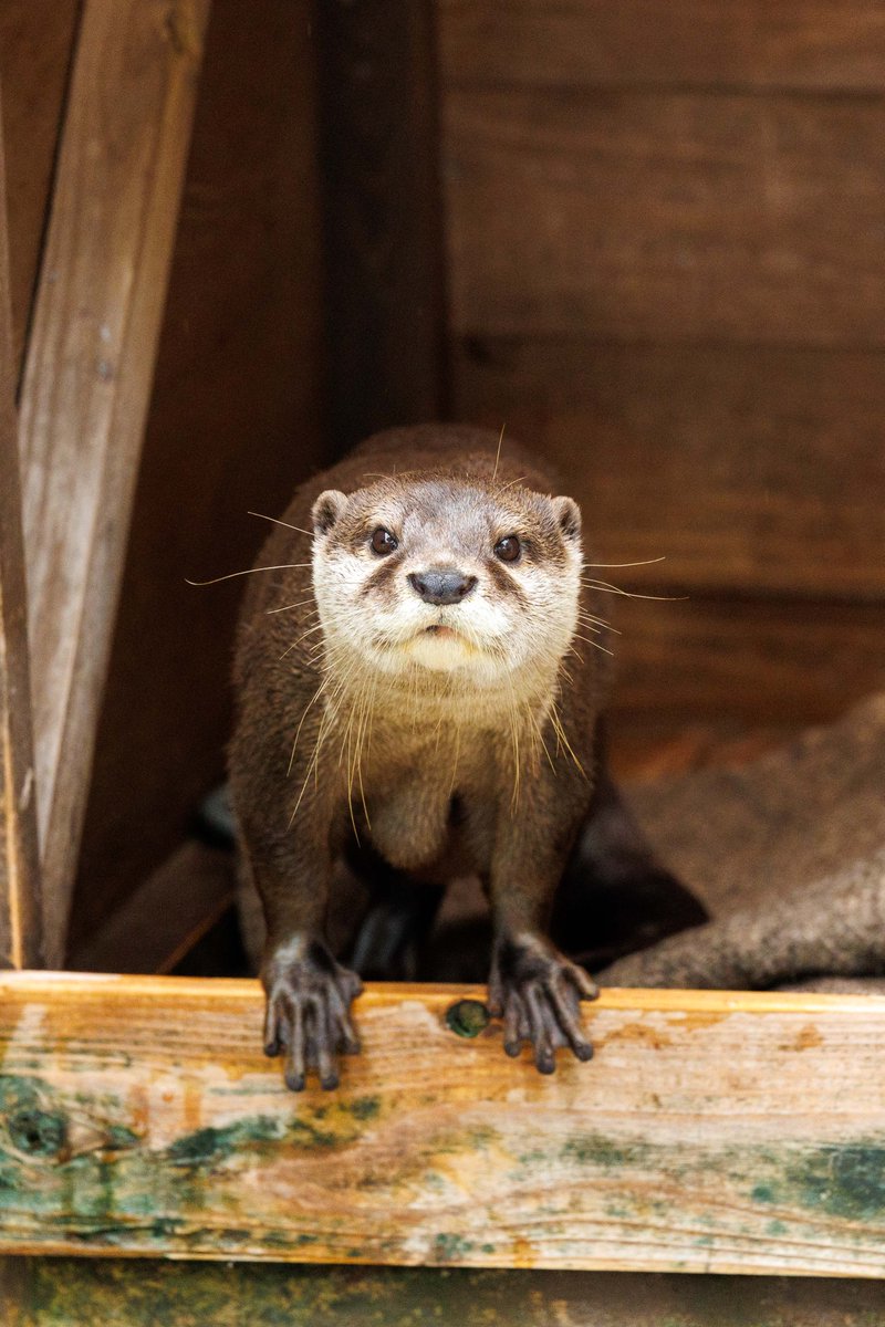 nnaoto1021's tweet photo. キラキラ瞳のジーノくん。イケウソかわいい。

#市川市動植物園 #ichikawa_zoo #コツメカワウソ #カワウソ #otter #獭 #수달 #ジーノ https://t.co/uhMo4RCkRC