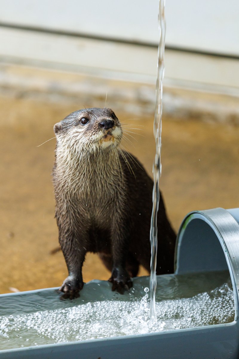 nnaoto1021's tweet photo. キラキラ瞳のジーノくん。イケウソかわいい。

#市川市動植物園 #ichikawa_zoo #コツメカワウソ #カワウソ #otter #獭 #수달 #ジーノ https://t.co/uhMo4RCkRC
