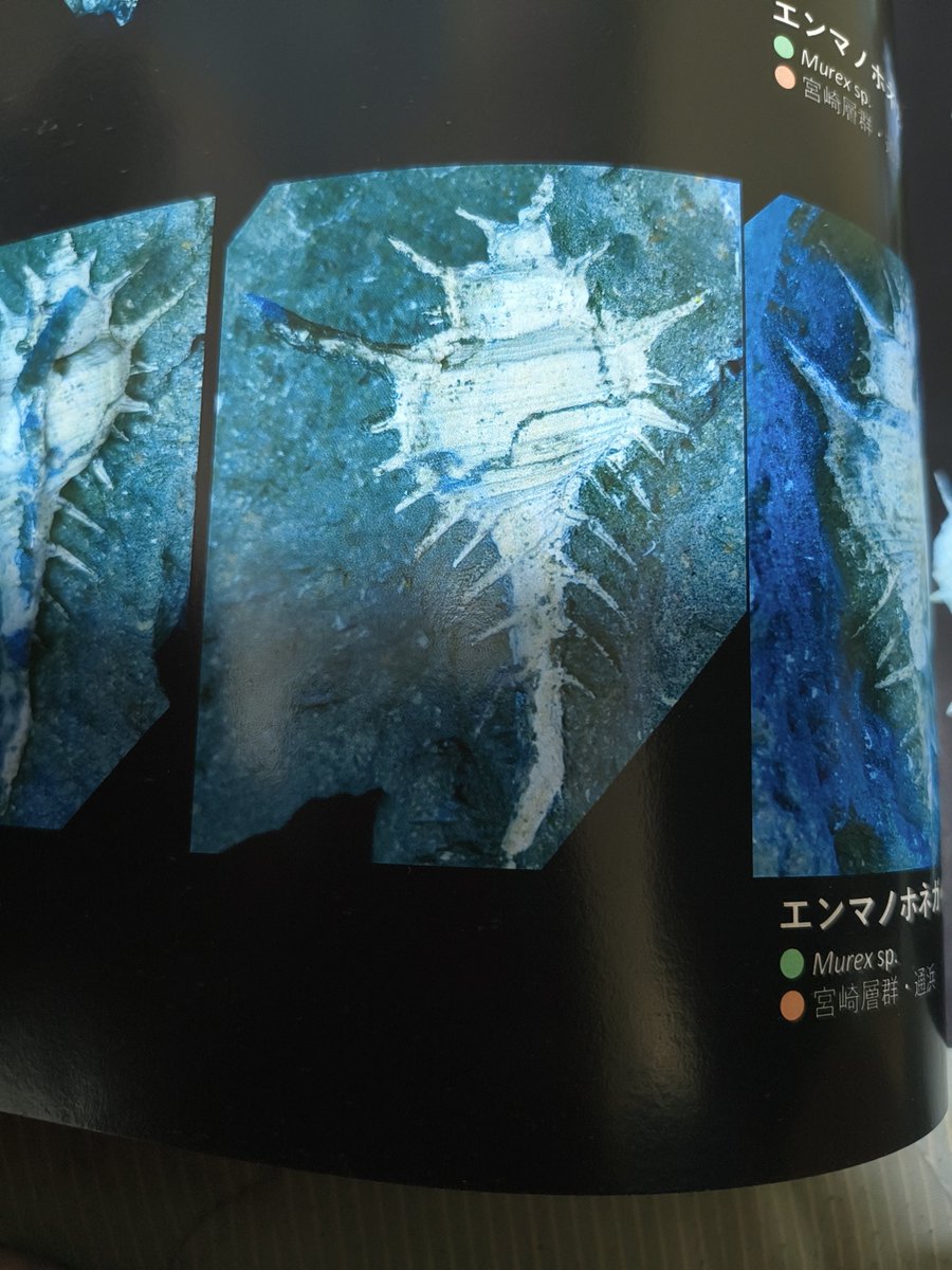 cymatoceras's tweet photo. @1tjuq そうですね。ここで出るもので言えばこいつでしょうね https://t.co/vPRXQcM1zH