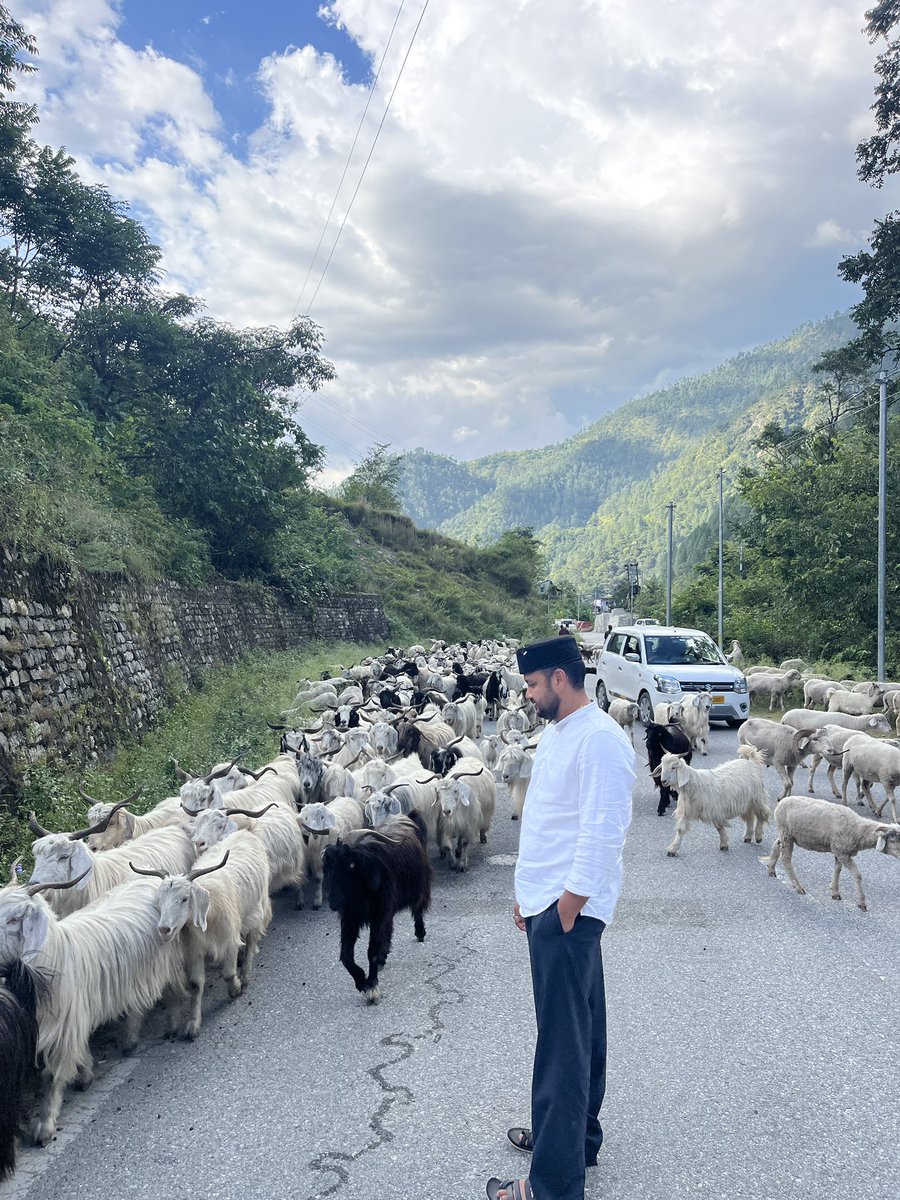 ashishnegiukd's tweet photo. Met a simple-looking goat farmer today who owns nearly 900 goats. His lifestyle was modest, but his livestock had created immense wealth.
This reminded me goat farming can be a powerful rural economy for the hills. #goatfarming #hills #ukd https://t.co/uuqMCWNyaM