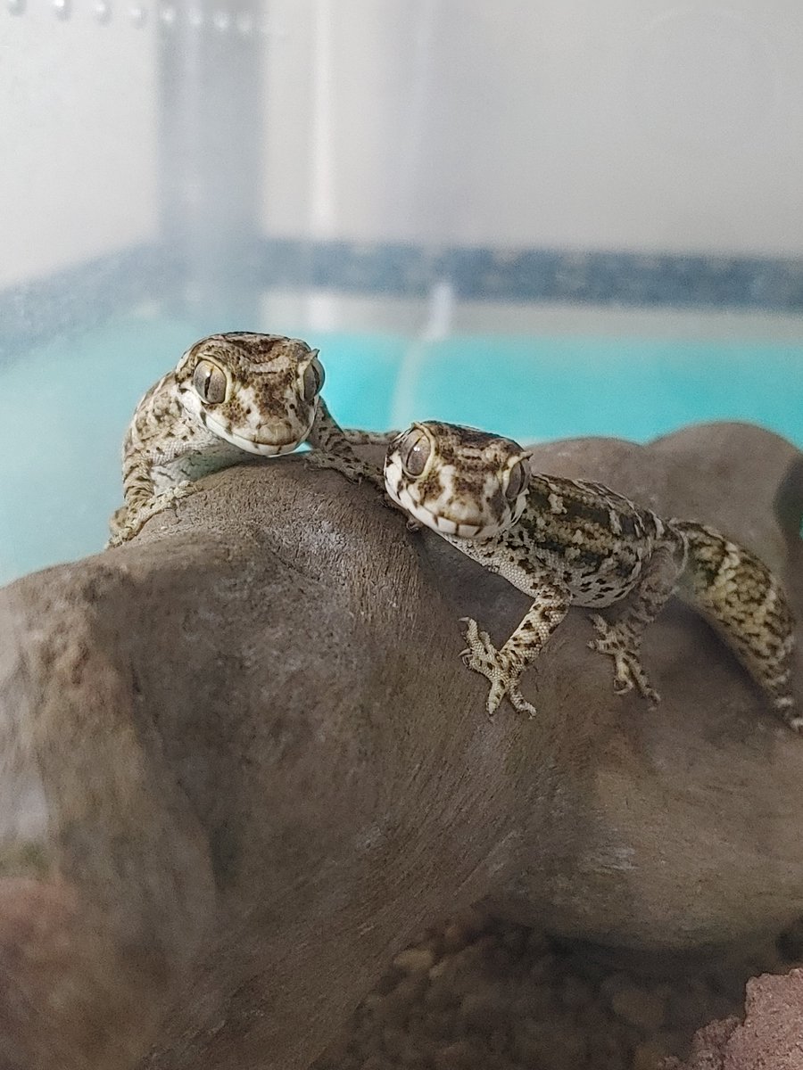 PAPA0928's tweet photo. こんばんわ✨
ご飯待ちの兄弟🦎🦎
#マツカサヤモリ https://t.co/UKkGYfj8An