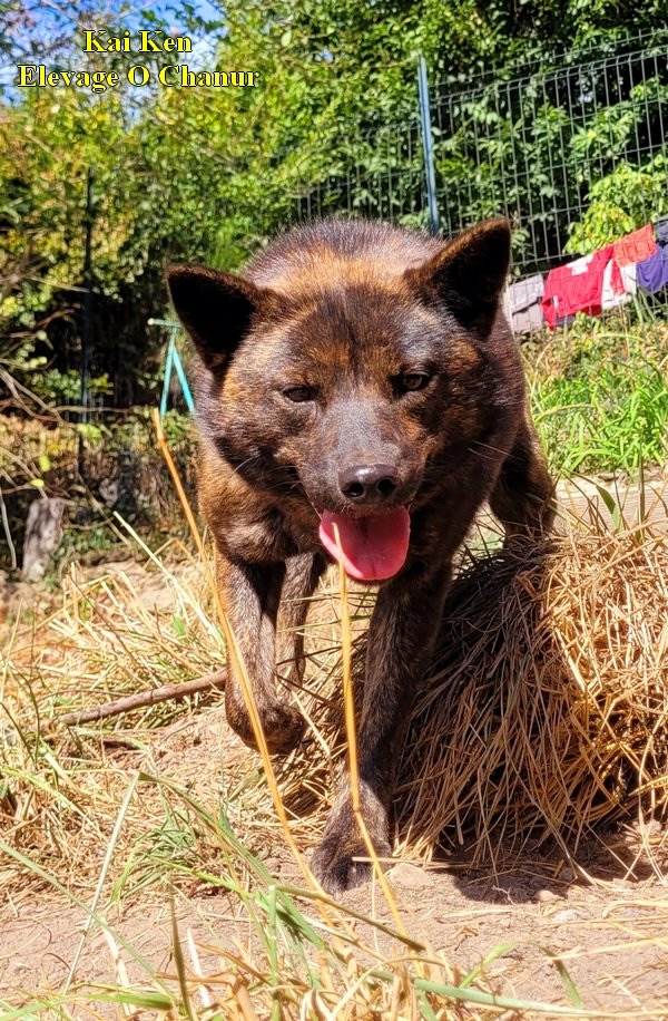 ChanurAkita's tweet photo. Cette belle joie de vivre de Sombra 😁🐺 joyeuse, joueuse, Câline et mégaaaaaa pot de colle 🤣
This lovely happy face of my funny Sombra 😁🐺
#甲斐犬 #kai #kaiken #elevageKaiken #kaidog #elevagecanin https://t.co/lfp3SlyHpX