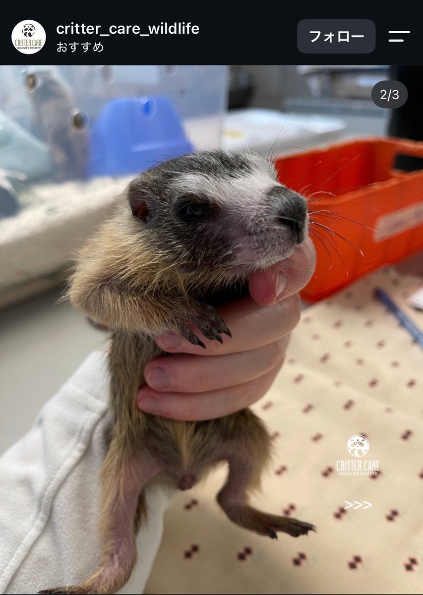 marmotteus's tweet photo. 赤ちゃんマーモットほんま可愛い超えて大爆笑超えて潰す🤣🤣🤣😍😍😍 https://t.co/hiD3GOqnBz
