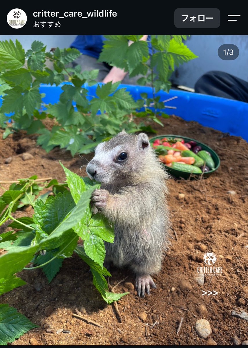 marmotteus's tweet photo. 赤ちゃんマーモットほんま可愛い超えて大爆笑超えて潰す🤣🤣🤣😍😍😍 https://t.co/hiD3GOqnBz