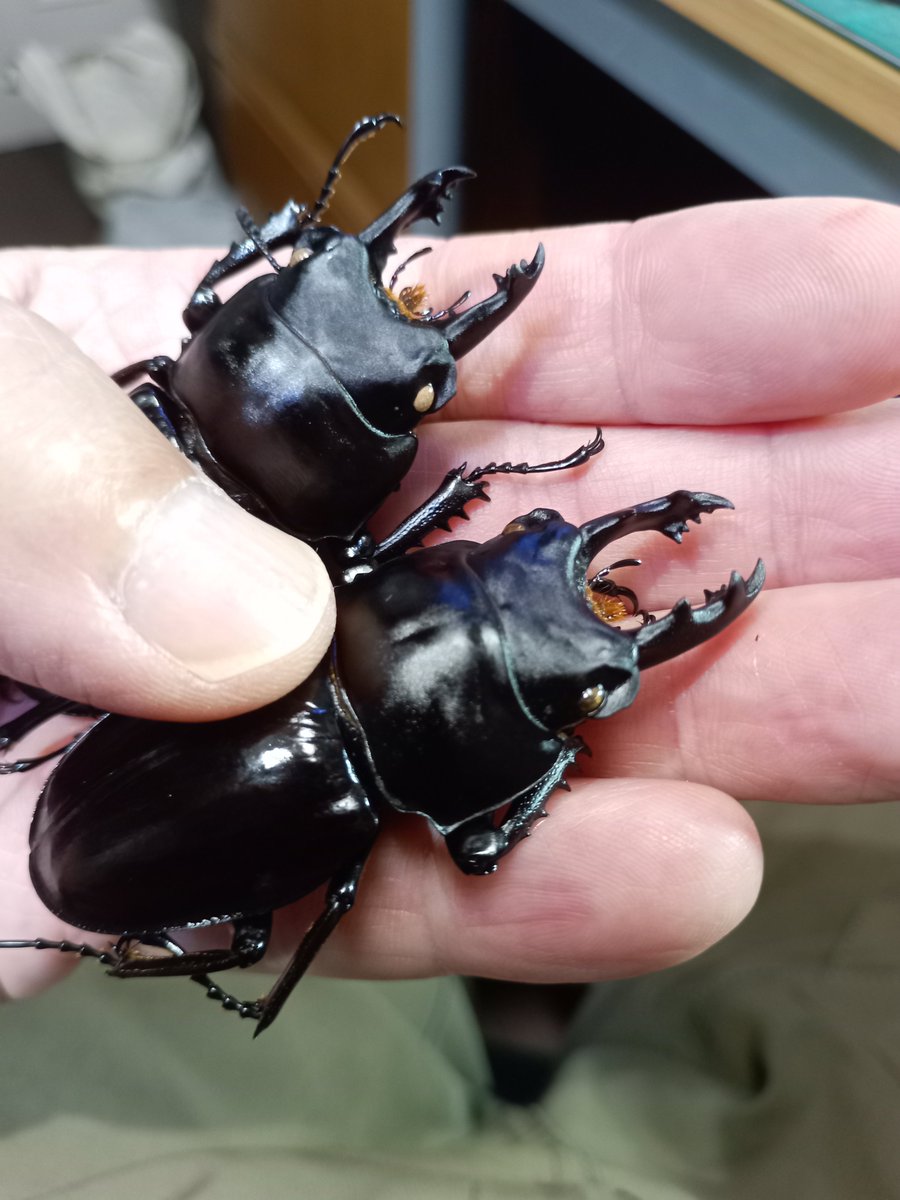 MARO643's tweet photo. コイツらをようやく展脚。
飼育個体なので、自分のコレクション箱には入れないが、何処かで飾るか研究所の展示に使おうかな。 https://t.co/eoynW4RByD
