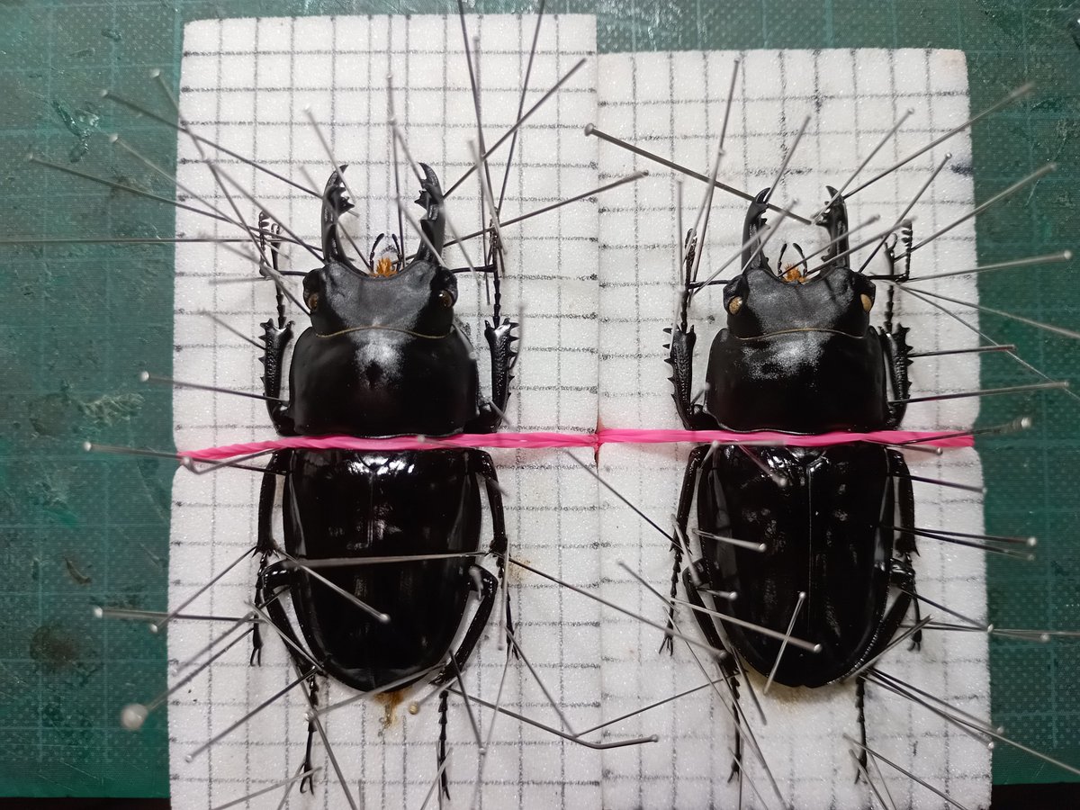 MARO643's tweet photo. コイツらをようやく展脚。
飼育個体なので、自分のコレクション箱には入れないが、何処かで飾るか研究所の展示に使おうかな。 https://t.co/eoynW4RByD