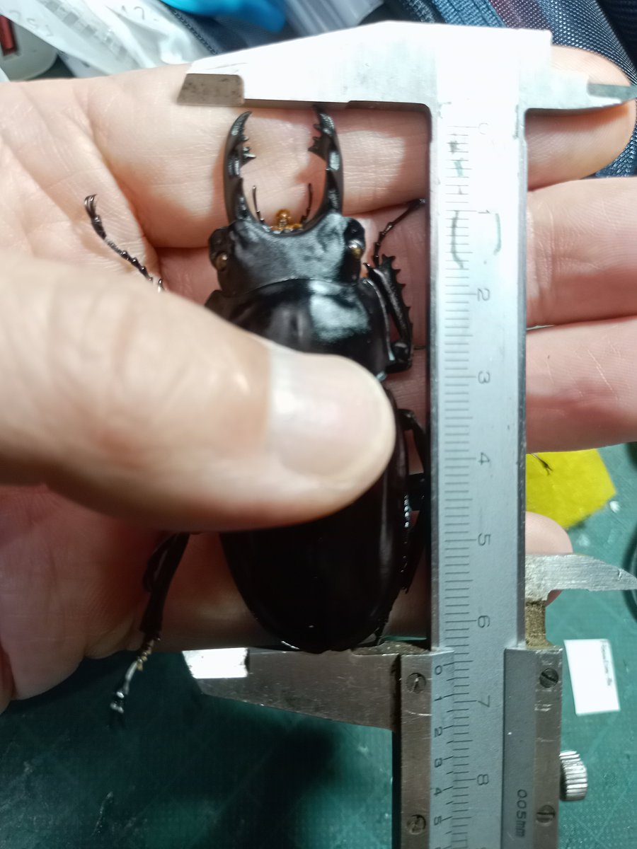 MARO643's tweet photo. コイツらをようやく展脚。
飼育個体なので、自分のコレクション箱には入れないが、何処かで飾るか研究所の展示に使おうかな。 https://t.co/eoynW4RByD