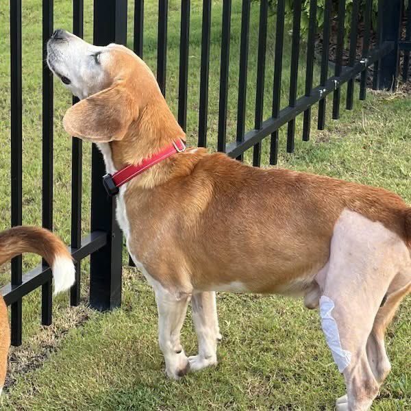 TriBeagles's tweet photo. Adoptable beagle of the day-Roscoe! https://t.co/Jwd9k7xElP https://t.co/nXmvCtrkID