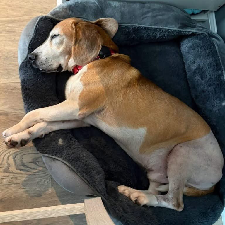 TriBeagles's tweet photo. Adoptable beagle of the day-Roscoe! https://t.co/Jwd9k7xElP https://t.co/nXmvCtrkID