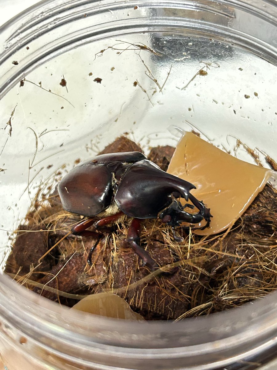 yukimaru1248's tweet photo. 偶然手に入ったパウリアニから
レッドアイが✨

ギィギィ鳴くし可愛いカブトです( ´∀｀) https://t.co/qxtMCIAScx