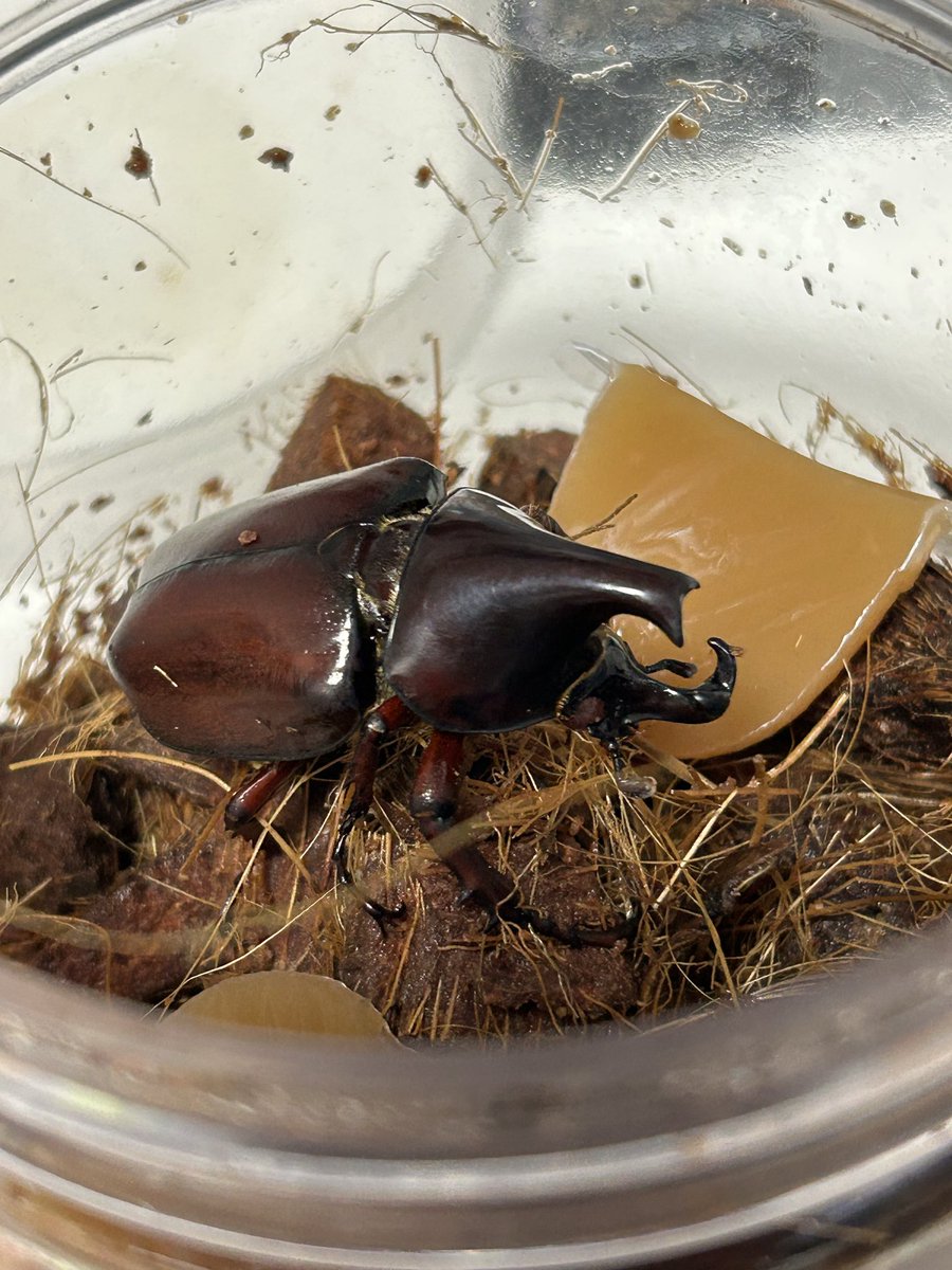 yukimaru1248's tweet photo. 偶然手に入ったパウリアニから
レッドアイが✨

ギィギィ鳴くし可愛いカブトです( ´∀｀) https://t.co/qxtMCIAScx