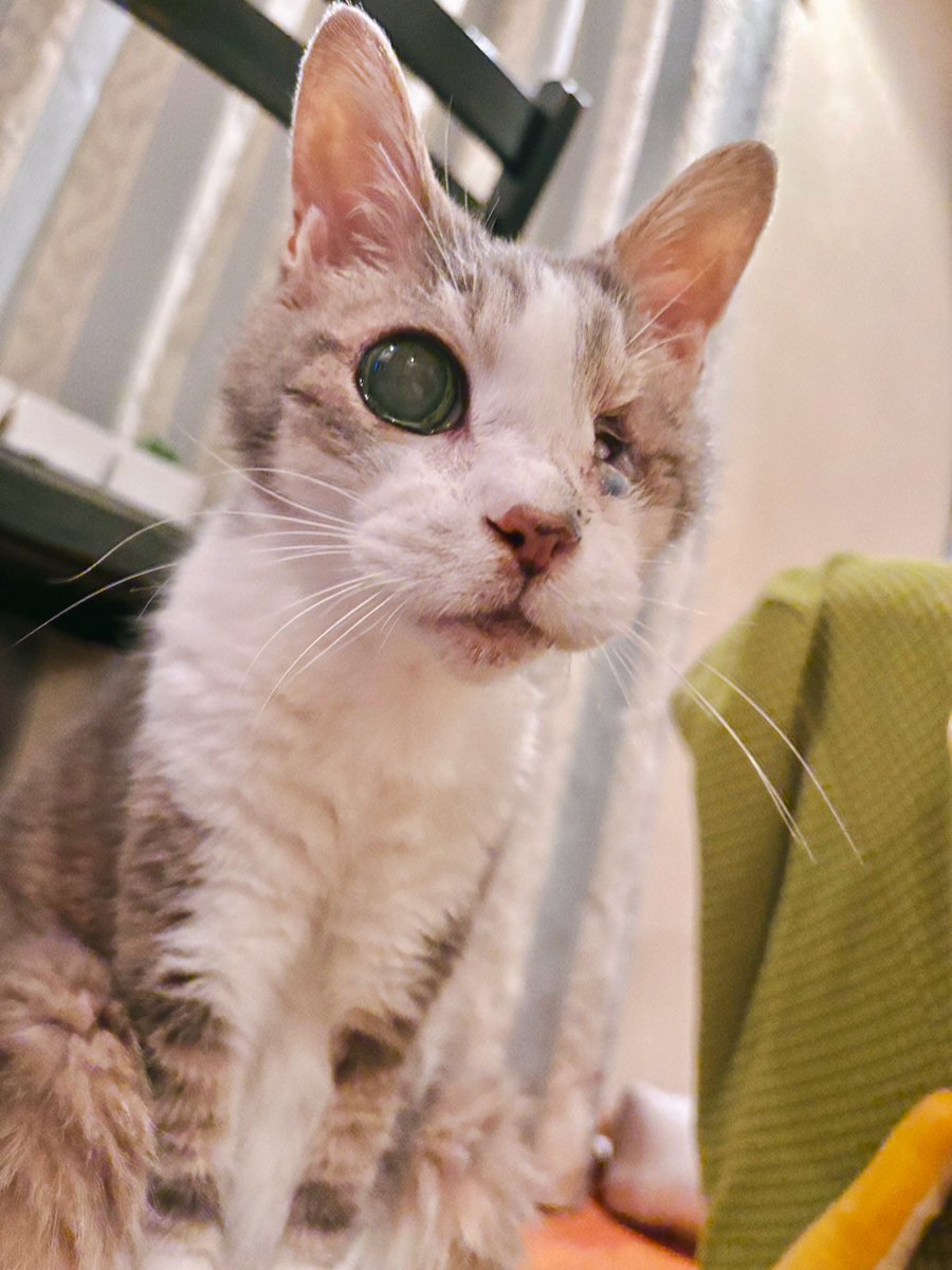 Hdys299's tweet photo. 今月で19歳🐱
あと30年くらい生きてね https://t.co/jDVUNRBMBn