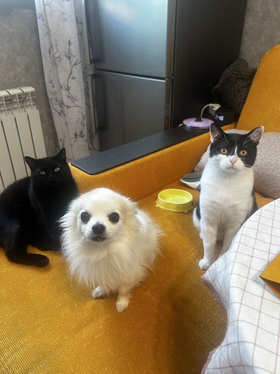 Symbyont_'s tweet photo. Смотрите это мои животные
Барсик, Кексик и Марсик https://t.co/j75WAJSDeG