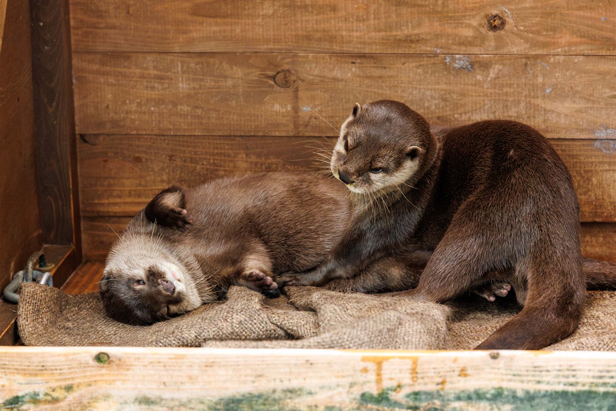 nnaoto1021's tweet photo. ジーノとツツジのなかよしべたべた。カワイイ。

#市川市動植物園 #ichikawa_zoo #コツメカワウソ #カワウソ #otter #獭 #수달 #ジーノ #ツツジ https://t.co/VE4pvGynSz