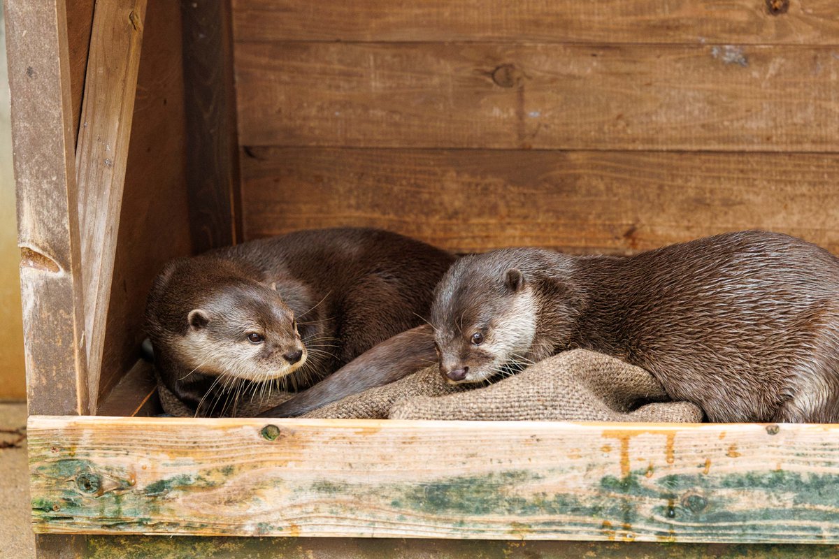nnaoto1021's tweet photo. ジーノとツツジのなかよしべたべた。カワイイ。

#市川市動植物園 #ichikawa_zoo #コツメカワウソ #カワウソ #otter #獭 #수달 #ジーノ #ツツジ https://t.co/VE4pvGynSz
