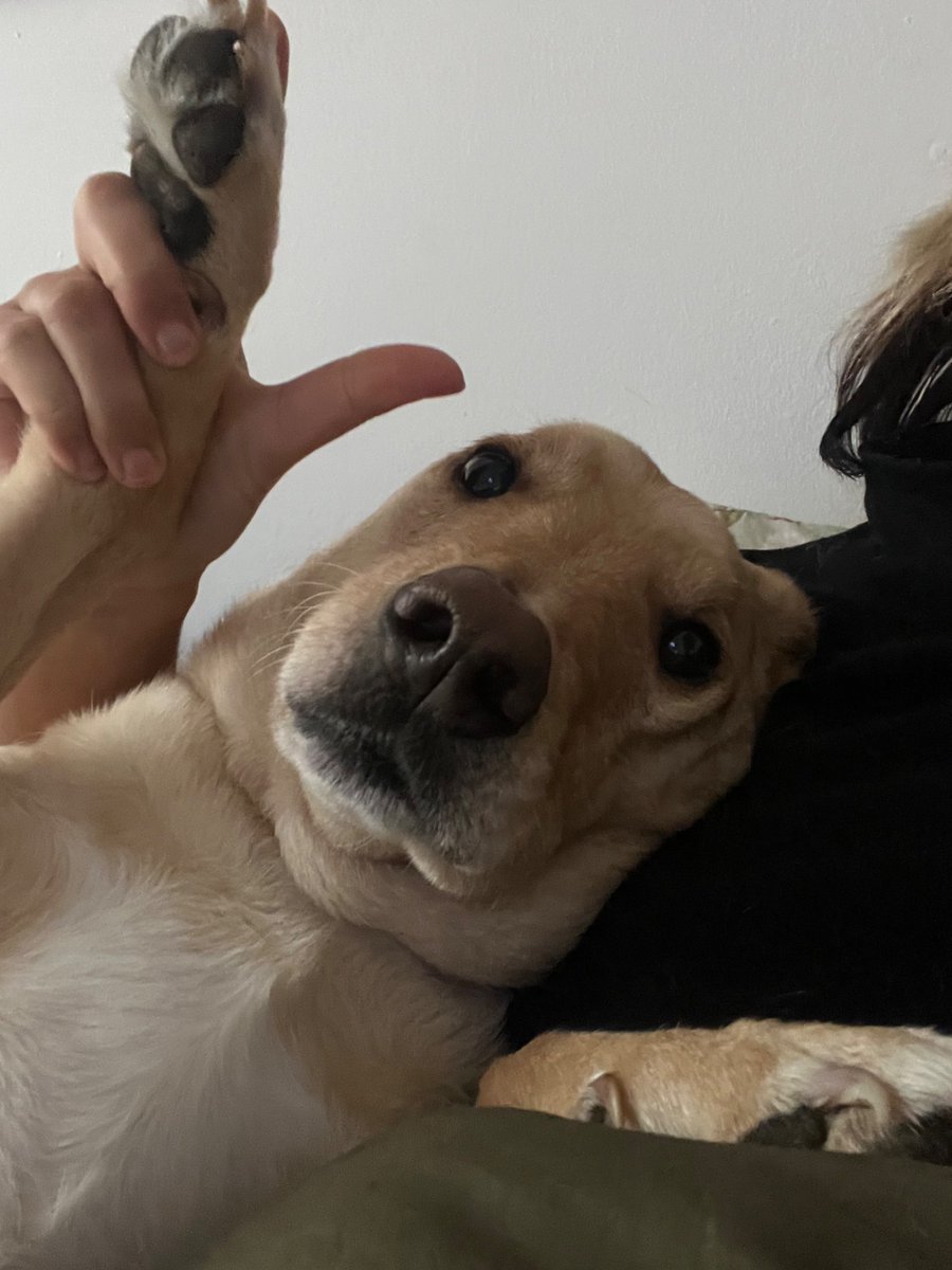 cakkkj's tweet photo. cachorros loiros com lula 13 bb tudo pra cima nada pra baixo https://t.co/bJPOQoC8hl