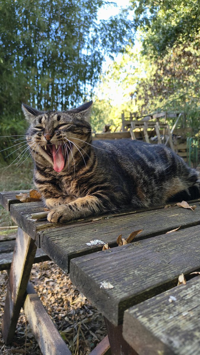 saturnethecat's tweet photo. C’est l’heure de la sieste 😴 https://t.co/E8nPTuQTNi