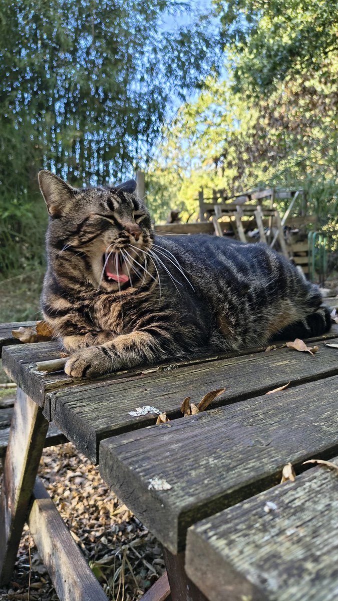 saturnethecat's tweet photo. C’est l’heure de la sieste 😴 https://t.co/E8nPTuQTNi