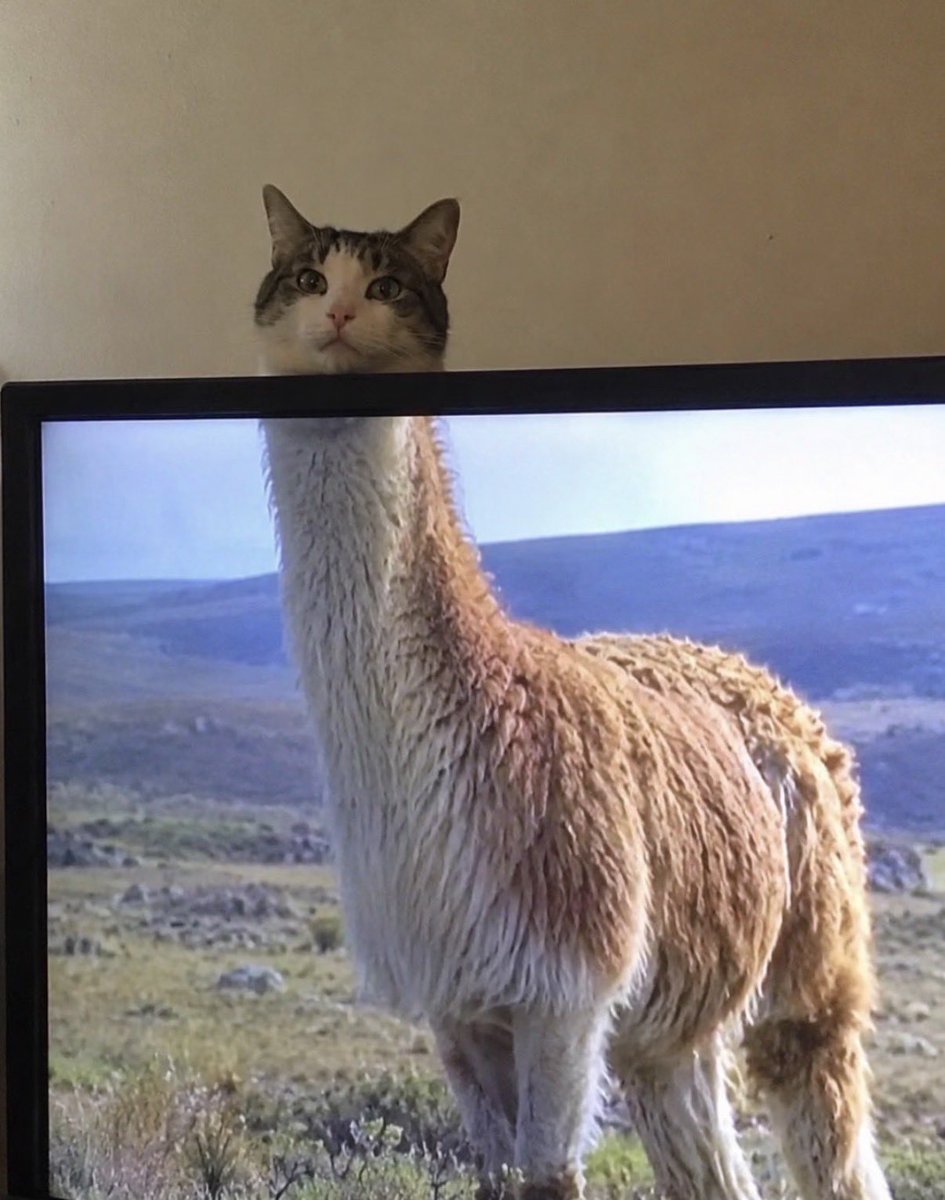 twaniimals's tweet photo. https://t.co/yczOQH3Ez9