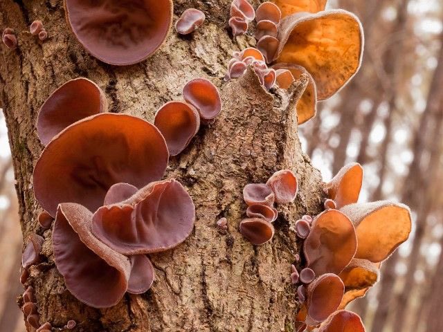 dappledclover's tweet photo. good morning! i found mushrooms shaped like an ear. i'm not going to eat it.. https://t.co/hc3xRwMQlx