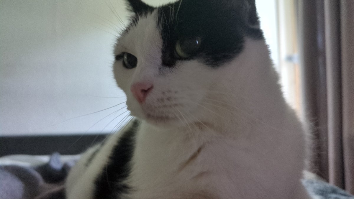 RiaWoudstra's tweet photo. @DeRavissante Mijn schatjes mylo en henk https://t.co/y9o9d2LWi2