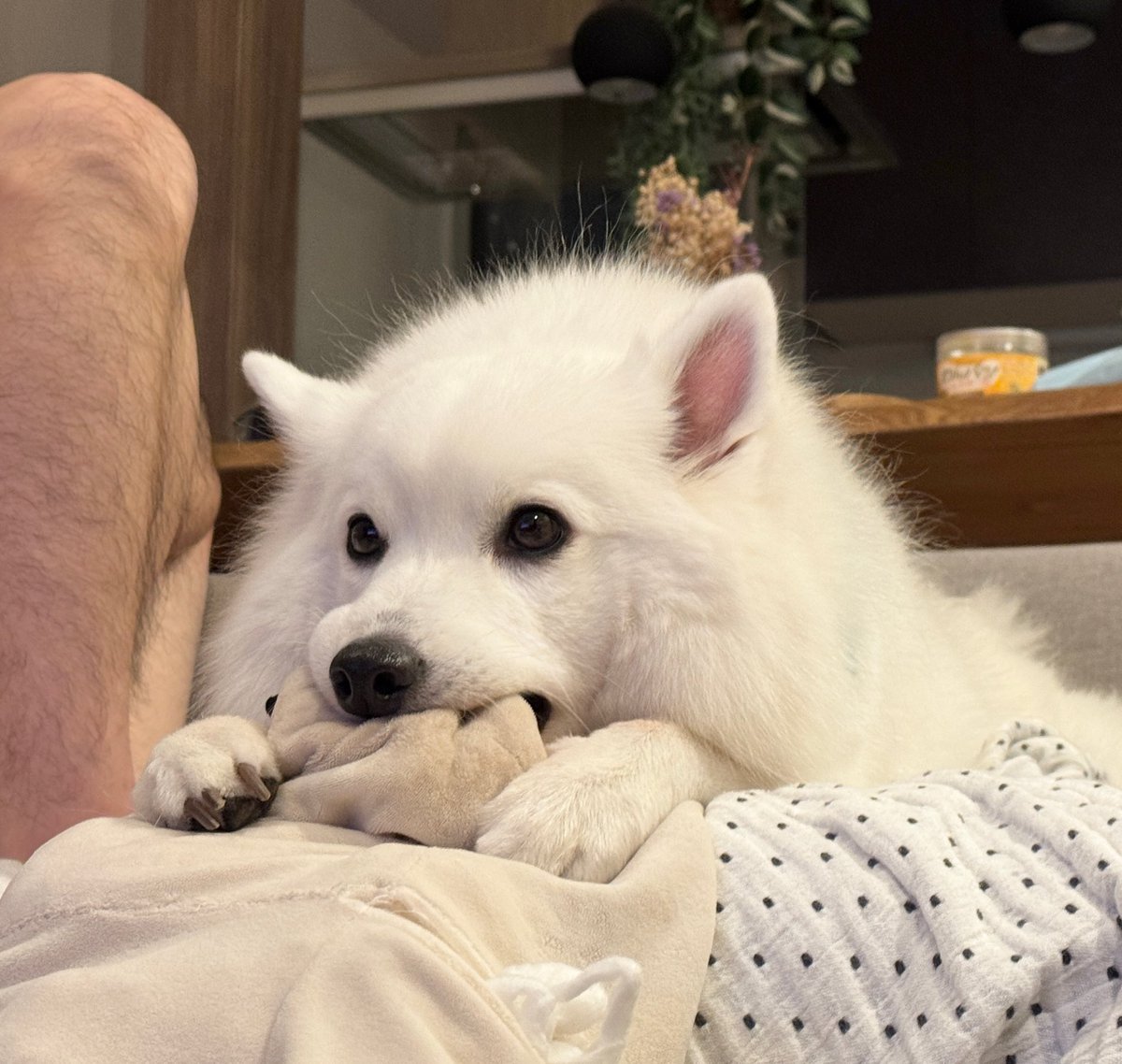 zknc_'s tweet photo. めちゃ可愛いのに横にあるものがあまりにも邪悪すぎてキレそう https://t.co/wtvsPvmTLz