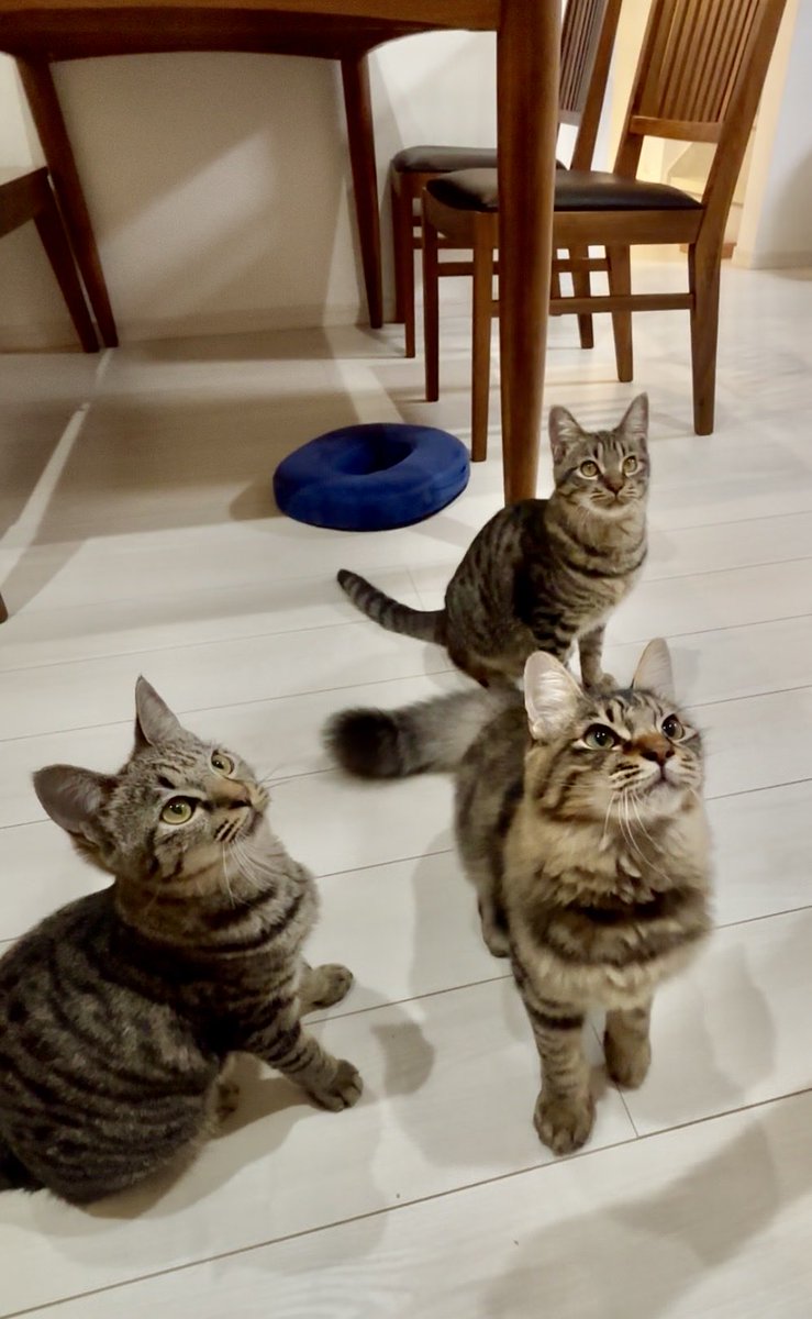 RemVisionOnly's tweet photo. 今日から3人ずっとうちの子だ！！！！！

オデ、馬鹿だから分かんねえけど貴方たちが毎日楽しくお腹いっぱいごはんが食べられ、冬は暖かく夏は涼しいのが当たり前過ぎて感謝なんてミリも覚えないハッピーおキャット様に育てるから90歳まで生きるんだぞ https://t.co/NqM0boH30z