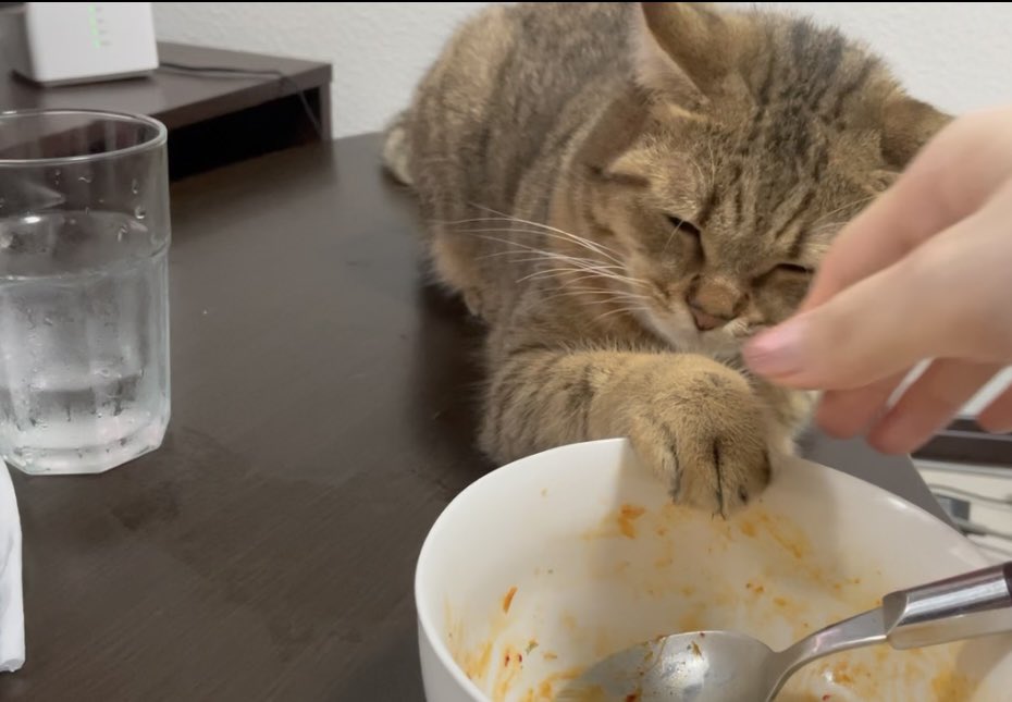 MiniraDiary's tweet photo. ここで寝てるだけです…みたいな顔してご飯触ろうとするの何なんww https://t.co/NfDWGlcrf2