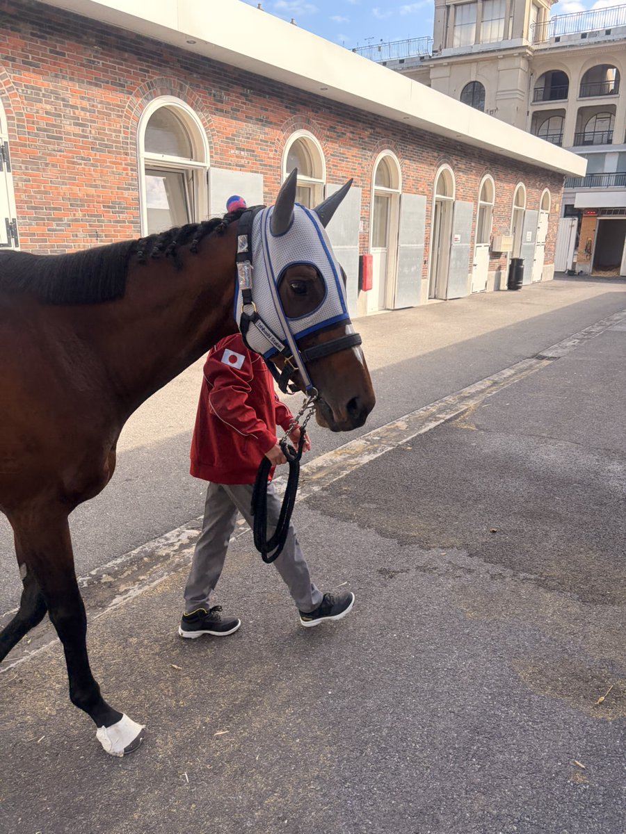 jraracingviewer's tweet photo. 12時30分頃、#メイショウタバル が #パリロンシャン競馬場 に到着。たてがみのポンポンも着けてきました！
#凱旋門賞 https://t.co/jIB8MM0MBR