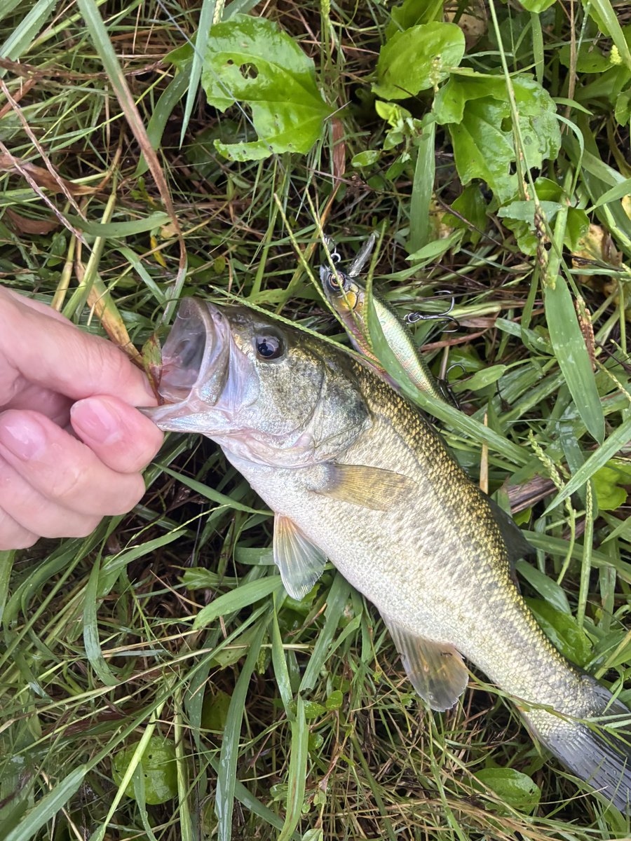 RokumaruH's tweet photo. けいたの動画観てアンスラックスを投げたらオチパクで釣れました。
勉強したおかげですかね？😅

#淀川
#バス釣り
#むずのしい
#城北ワンド
#アンスラックス https://t.co/X2B6IdhbN8