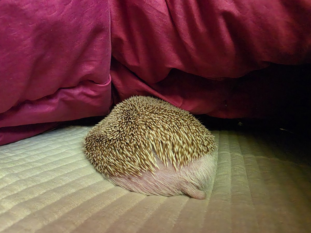 cabhedgehog's tweet photo. 귀여움덩어리 https://t.co/xWHBym1cEu