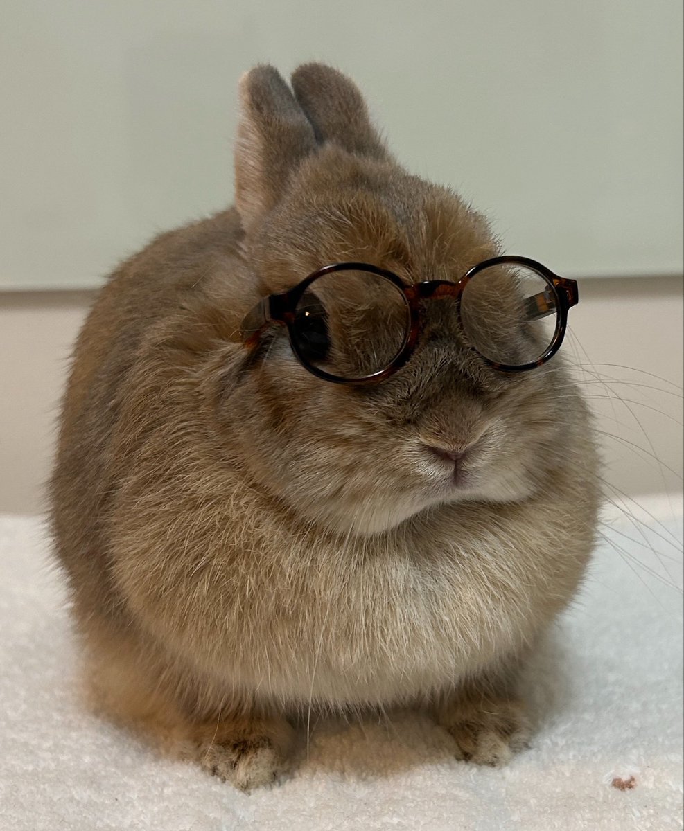 MM_usagi_0303's tweet photo. さあ、いこうか🐰👓✨ https://t.co/EAypQ7BPOk
