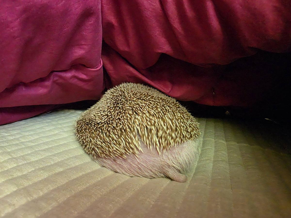cabhedgehog's tweet photo. 귀여움덩어리 https://t.co/xWHBym1cEu