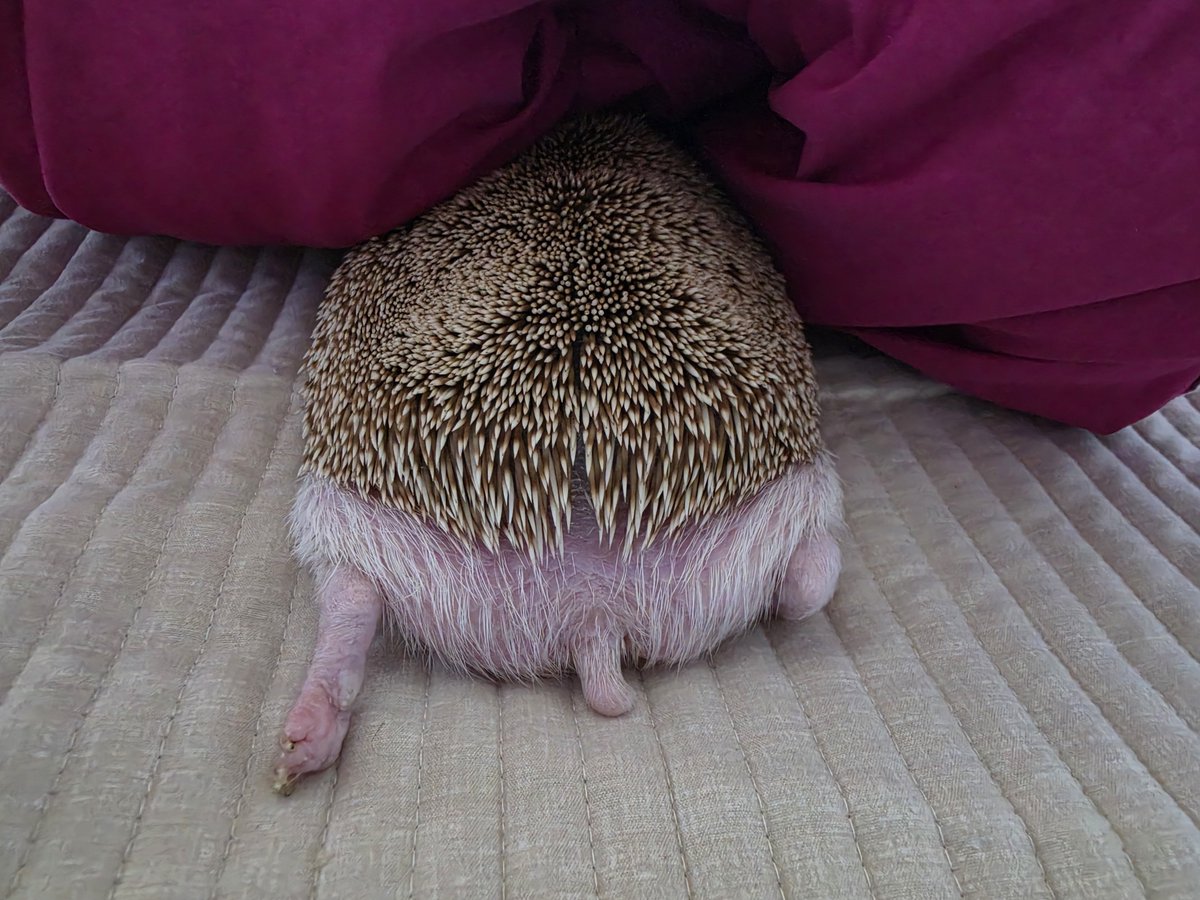 cabhedgehog's tweet photo. 귀여움덩어리 https://t.co/xWHBym1cEu